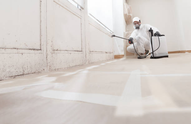 24/7 Emergency Basement Mold Remediation experts in Benson, MN