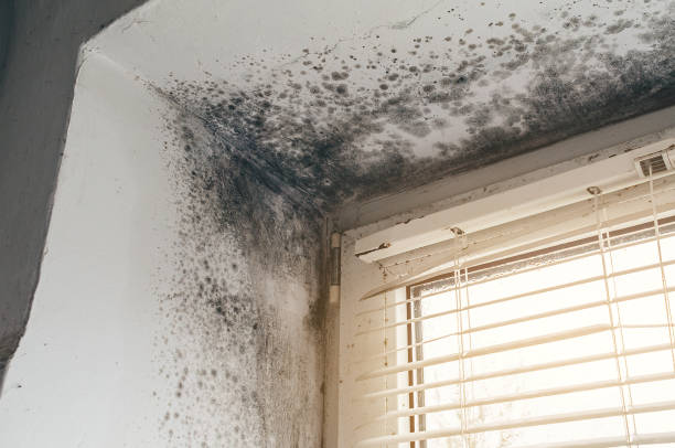 Affordable Basement Mold Remediation solutions in Benson, MN